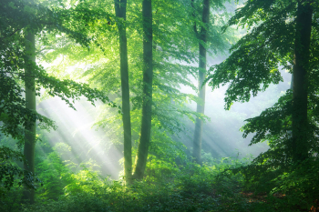 wald-fruehling-gruen-blaetter-laubwald-2106110717