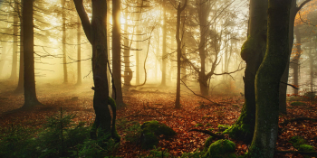 wald-gruen-laub-tagesanbruch-1811101048