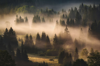 wald-landschaft-bayerischer-wald-2207240547