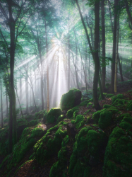 wald-licht-sonne-strahlen-wild-2006120642