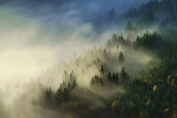 wald-licht-sonnenaufgang-1410240910