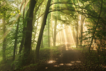 wald-licht-strahlen-wandern-weg-2106110645