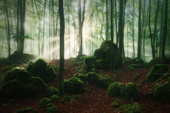 wald-lichtstrahlen-sonne-moos-2006120633