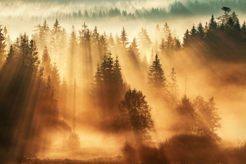 wald-lichtstrahlen-sonnenaufgang-spektakulaer-1810100812