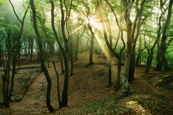 wald-lichtstrahlen-sonnenstrahlen-1706180644