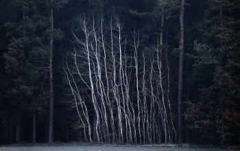 wald-minimalistisch-abstrakt-kunst-1403060853