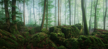 wald-moos-felsen-mystisch-2006120627