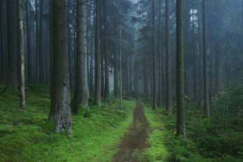 wald-moos-pfad-weg-steig-1710191106