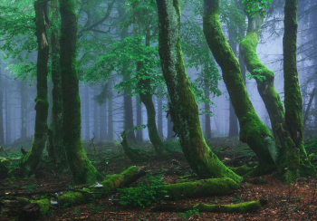 wald-moos-urig-zauberwald-2106061004