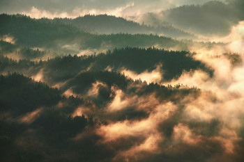 wald-nach-regen-nebel-1808030633