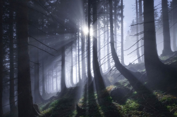 wald-nacht-mondlicht-2111161757