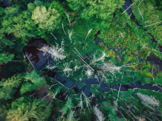 wald-natur-drohne-bayern-1807192045