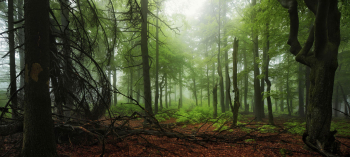 wald-naturnah-panorama-1305280602