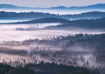 wald-nebe-bayerischer-wald-1907220451