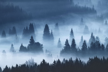 wald-nebel-abstrakt-1808050634