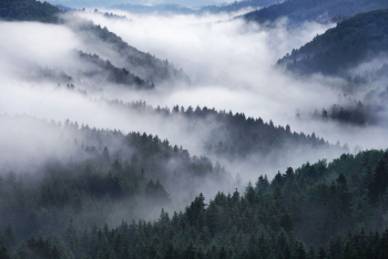 wald-nebel-baeume-1805261930