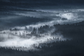 wald-nebel-baeume-2010250745