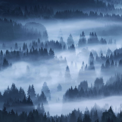 wald-nebel-baeume-nacht-blaue-stunde-1808050622