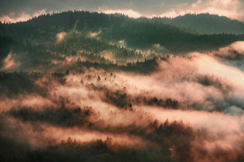 wald-nebel-bayern-1808030630