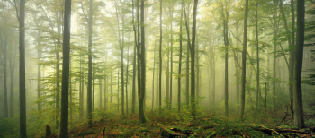 wald-nebel-buchen-gruen-1210210932