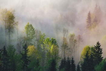 wald-nebel-fruehling-gruen-1905170532