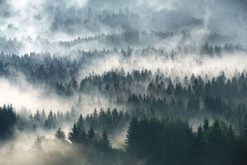 wald-nebel-herbst-1806010546