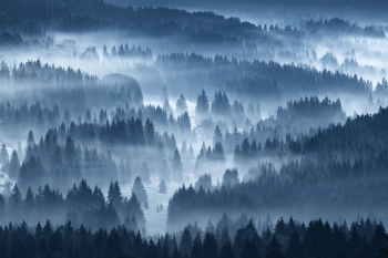 wald-nebel-kunst-druck-wandbild-1808050748
