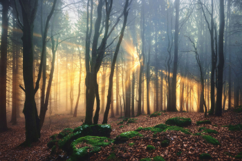 wald-nebel-lichtstrahlen-1912050837