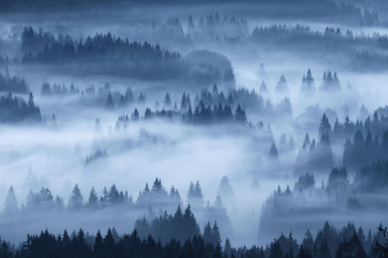 wald-nebel-nacht-1808050539