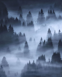 wald-nebel-wandbild-druck-hochformat-1808050613