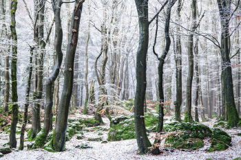 wald-raureif-winter-oberpfaelzer-1812241455