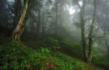 wald-rheinland-pfalz-nrw-laubwald-1307250613
