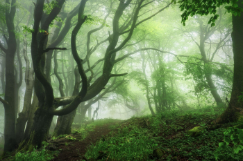 wald-rhoen-buchen-2106061535