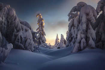 wald-schnee-winter-schwarzwald-2101151635