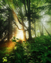 wald-sonnenaufgang-licht-1205300636