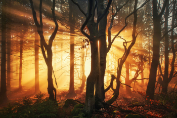 wald-sonnenaufgang-oberpfaelzer-strahlen-1811101110
