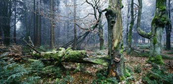 wald-spaetherbst-raureif-1611081142