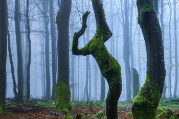 wald-tanzende-baeume-buchen-2010311018