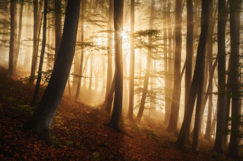 wald-wandern-bayern-herbst-2211130945