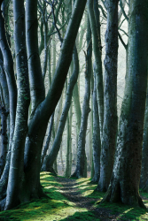wald-weg-pfad-steig-moos-buchen-1703280835