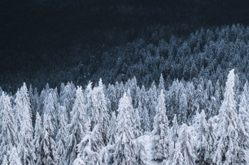 wald-winter-fine-art-1912281531