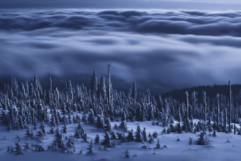 wald-winter-nebelmeer-1503120523