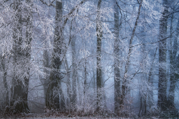 wald-winter-raureif-2102010758