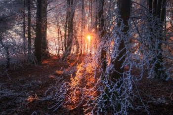 wald-winter-sonnenaufgang-reif-2011270741