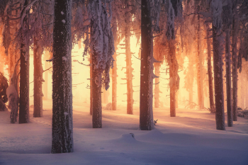 wald-winter-verschneit-schnee-1901221307