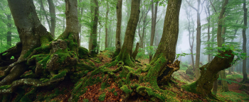 wald-wurzeln-gruen-wild-1805250757