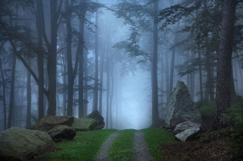 waldfotograf-waldfoto-weg-baeume-2108290804