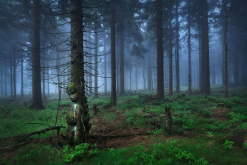 waldgeist-baumgeist-ent-wald-1907121311