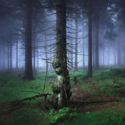 waldgeist-baumgeist-ent-wald-quadrat-1907121311