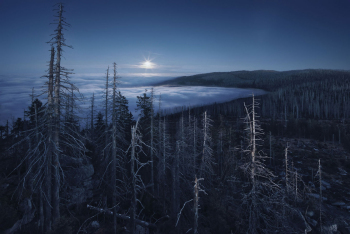 waldsterben-borkenkaefer-mond-nacht-klimawandel-1510271836